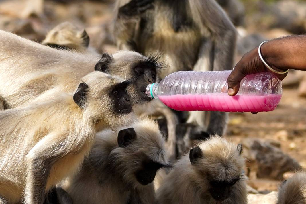 Termometreler 50 dereceyi gösterdi. Tarihin en yüksek sıcaklık rekoru - Resim: 15